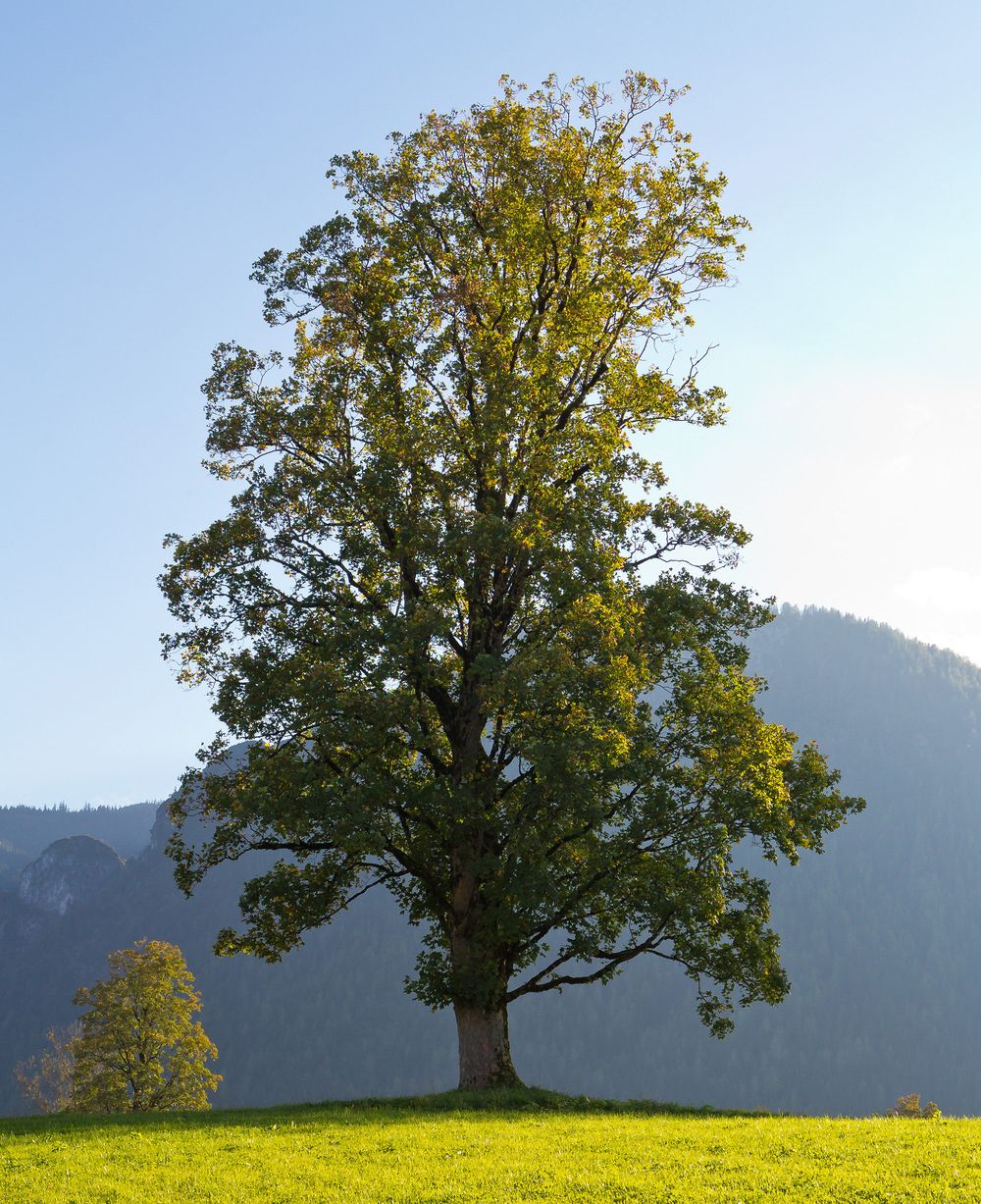 Berg-Ahorn