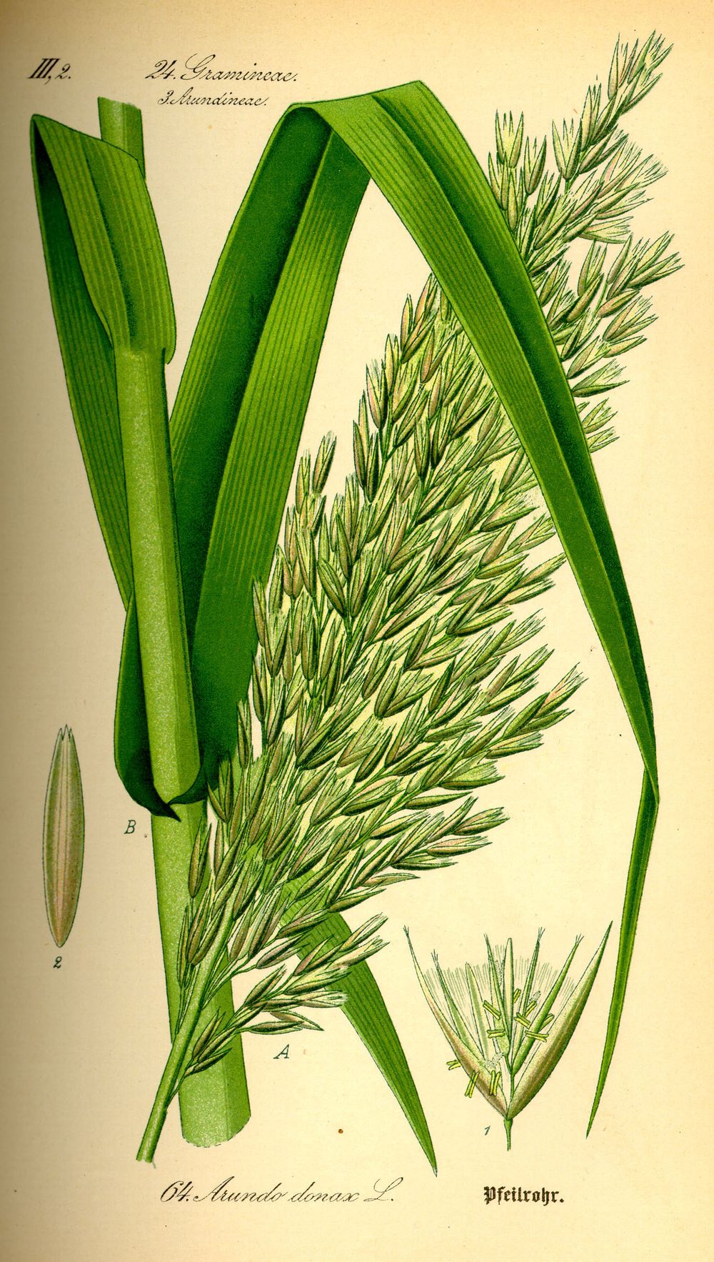 Pfahlrohr