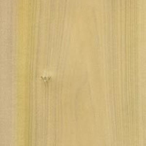Poplar