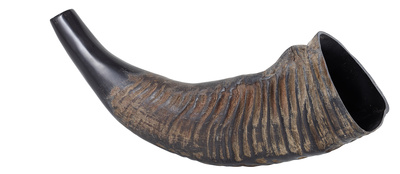 Water Buffalo Horn