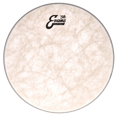 13" Calftone Tom