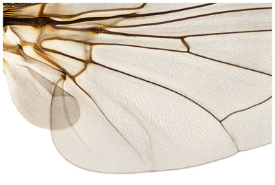 Insects & Swarms Download