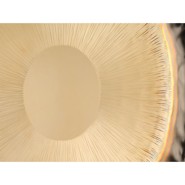 Auris Gongs 24"/60cm Symphonic Gong
