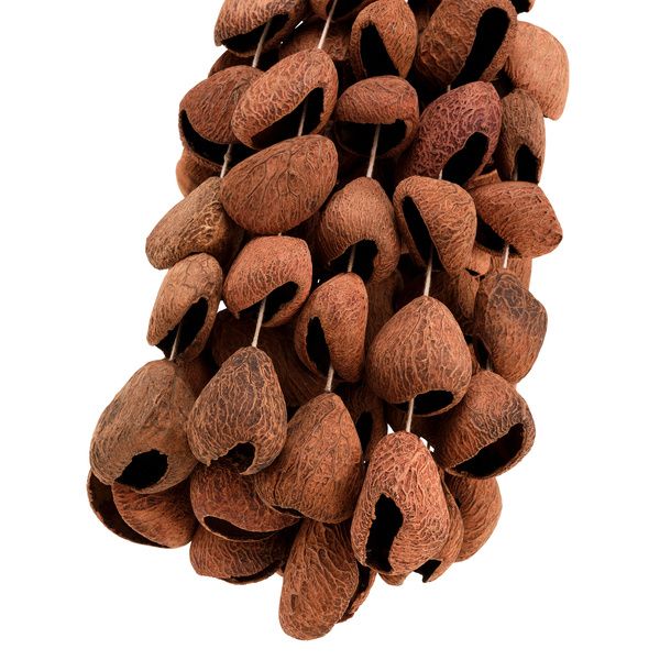 Sela Seed Shaker 6-Row Pangi