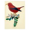 Jockomo Hawaiian Honeycreeper Bird