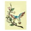 Jockomo AS Hummingbird Inlay Sticker