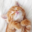 How cuuuuuute! How cuuuuuute!