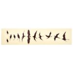 Jockomo Fret Mark-Birds WD