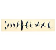 Jockomo Fret Mark-Birds BP