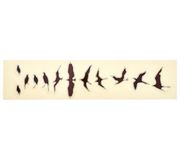 Jockomo Fret Mark-Birds WD
