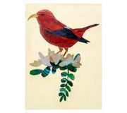 Jockomo Hawaiian Honeycreeper Bird