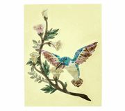 Jockomo AS Hummingbird Inlay Sticker