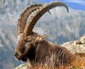 Ein Steinbock (Quelle: www.beatenbergbilder.ch)