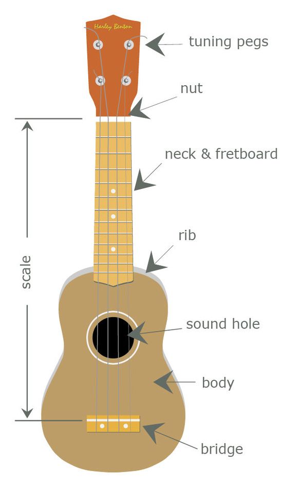 The parts of the ukulele – Thomann United States